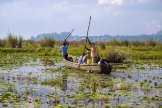 Boat with tourists in Mabamba Swamp, Tourists, Mabamba Swamp, Lake Victoria, Uganda