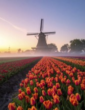 Fog covered landscape in sunrise with tulip fields and windmill in background, AI generated