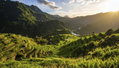 Early morning light bathes Philippines rice terraces cascading down mountain slopes, beautiful