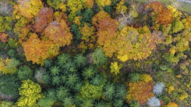 Autumn forest in the Black Forest. Drone photo of trees in colorful autumn leaves and conifers,