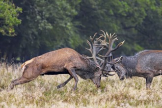 Two rutting red deer (Cervus elaphus) stags fighting by locking antlers during fierce mating battle