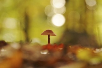 Autumn time in the forest, October, Pilz, Germany