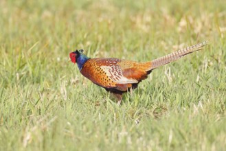 Pheasant, hunting pheasant (Phasianus colchicus), adult male bird in a meadow, wildlife, lembruch,