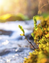 Beautiful spring detailed stream of fresh water, vibrant blooming young green plants, wallpaper