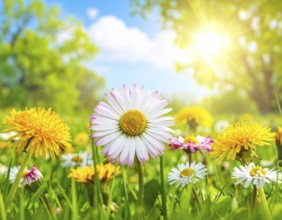 A sunny meadow with daisies in full bloom under bright sunlight, creating a vibrant and cheerful