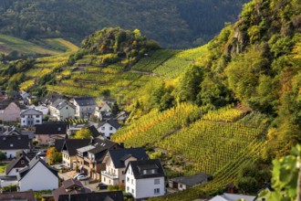 Vineyards in autumn in the middle Ahr Valley, near Mayschoß, Rhineland-Palatinate