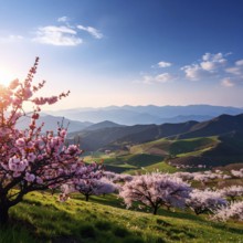Landscape with a blooming apricot tree, idilyc spring nature, green grass and mountains in