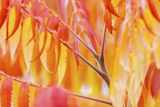 Vinegar tree (Rhus typhina) in autumn colors, autumn, Krauchenwies, Upper Danube nature park Park,