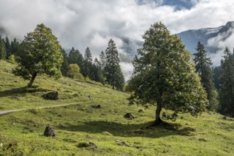 Hiking trail in the Dietersbachtal from Gerstruben to Alpe Dietersbach, Nebelschwanden hang in the