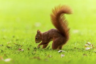 Squirrel (Sciurus vulgaris), wildlife, Germany