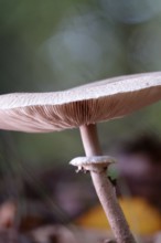 Autumn time, mushroom in the forest, October, Germany