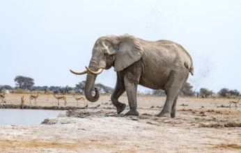African elephant (Loxodonta africana), adult male, splashes water at the waterhole, Nxai Pan