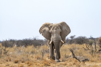 African elephant (Loxodonta africana), adult male in the savanna, Nxai Pan National Park, Botswana