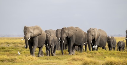 African elephant (Loxodonta africana) large herd with young animals and herons (Bubulcus ibis), in