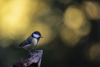 Great tit (Parus major), Emsland, Lower Saxony, Germany
