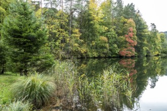 Autumn atmosphere, autumn-colored trees at Lake Mittersee, Füssen, Allgäu, Bavaria, Germany