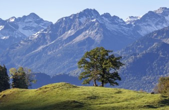Group of trees with cattle, snow-covered mountains of the Allgäu Alps, near Schöllang, Oberallgäu,
