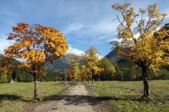 Autumn atmosphere, avenue with autumn-colored sycamore trees, Stillach Valley, near Heini-Klopfer