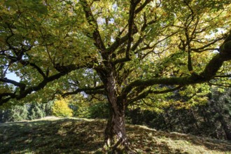 Sycamore tree in autumn colors, Hochleite, near Schwand, Oberstdorf, Oberallgäu, Allgäu, Bavaria,