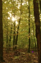 Trees in forest with autumn sun, October, Germany