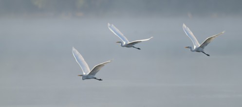 Great egret (Ardea alba), three herons flying over a lake in warm, orange morning light, Lower