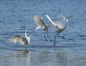 Great egret (Ardea alba), three herons fighting in the shallow water zone of a lake, dispute, blue