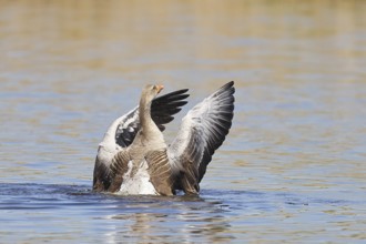 Greylag goose (Anser anser), flapping its wings on a pond, Wagbachniederung nature reserve,