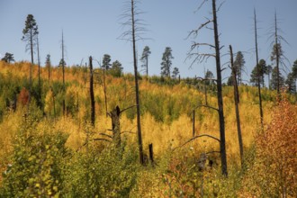 Jacob Lake, Arizona - Aspens show their brilliant fall colors as they revegetate the area burned by