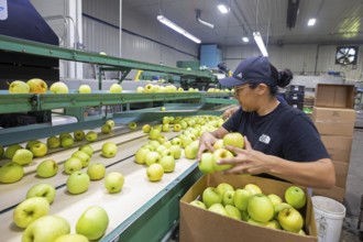 Berrien Springs, Michigan - Fresh apples are sorted and packed at Hildebrand Fruit Farms. Michigan