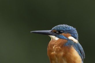 Common kingfisher (Alcedo atthis) adult male bird head portrait, England, United Kingdom