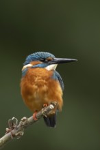 Common kingfisher (Alcedo atthis) adult male bird on a tree branch, England, United Kingdom