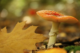 Fairytale toadstool, autumn, Germany