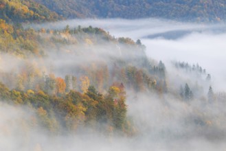 View from the Knopfmacherfelsen into the Danube valley, mixed forest, autumn colours, fog, autumn,