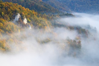 View from the Knopfmacherfelsen into the Danube valley, limestone rock, rock face, mixed forest,