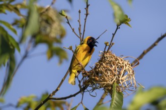 Village weaver (Ploceus cucullatus, Textor cucullatus) at the nest, also Textor weaver, Uganda
