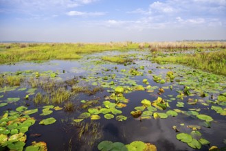 Water lilies (Nymphaeaceae), landscape at Mabamba Swamp, Lake Victoria, Uganda