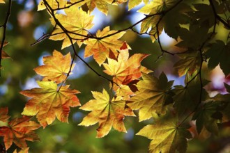 Golden October, autumn leaves, Germany