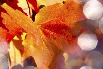 Autumn leaves with beautiful bokeh, October, Germany