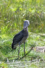 Shoebill (Balaeniceps rex) in the swamps of Mabamba between Papyrus, Lake Victoria, Uganda