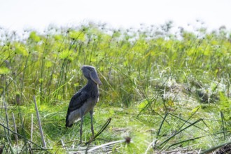 Shoebill (Balaeniceps rex) in the swamps of Mabamba between Papyrus, Lake Victoria, Uganda