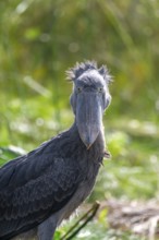 Shoebill (Balaeniceps rex) in the swamps of Mabamba, Lake Victoria, Uganda