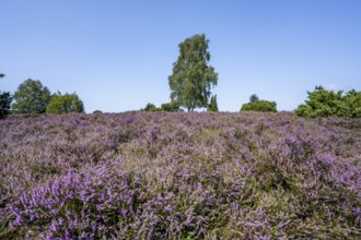Purple flowering heath, broom heather and juniper bushes, in Totengrund, Wilsede, Lüneburg Heath