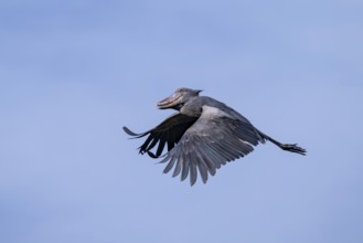 Shoebill (Balaeniceps rex) in flight, bird in the sky, Mabamba, Lake Victoria, Uganda