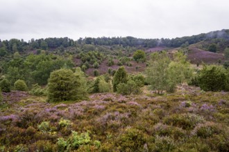 Purple flowering heath, broom heather and juniper bushes, Lüneburg Heath nature reserve, Lower
