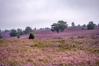 Purple flowering heath, heather and juniper bushes, Lüneburg Heath nature reserve, Lower Saxony,