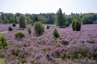 Purple flowering heath, broom heather and juniper bushes, in Totengrund, Wilsede Lüneburg Heath
