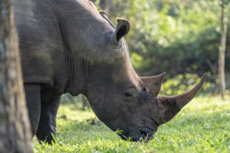 Southern white rhinoceros (Ceratotherium simum simum), Ziwa Rhino Sanctuary, Uganda