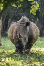 Southern white rhinoceros (Ceratotherium simum simum), Ziwa Rhino Sanctuary, Uganda