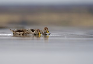 Andean duck (Anas flavirostris), Torres del Paine National Park, Patagonia, Chile, South America