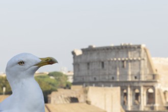 Yellow-legged gull (Larus michahellis) adult bird on an ancient city building with The Colosseum in